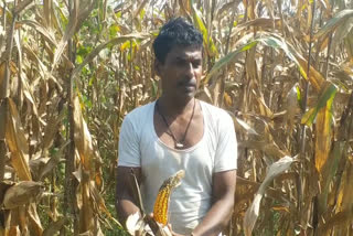 corn farmers suffer 60 percent loss  in Chhindwara