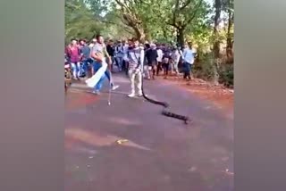 King Cobra rescued in Belgavi