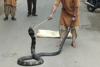 14 Feet long king cobra rescued