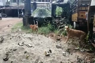 street dog issue in edakkara  തെരുവ് നായ ശല്യം രൂക്ഷം  തെരുവ് നായ