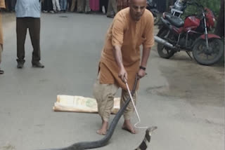 14 Feet long Snake Captured near Coimbatore