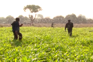 the locust attack in gujarats farms