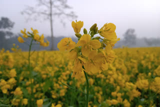 এজাক সৰিয়হফুলীয়া সপোন !