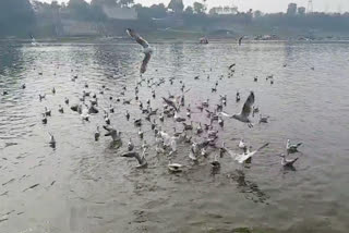 Ban on salt feeding of migratory birds