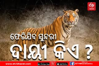 first-tiger-translocation-project-in-danger-state-forest-department-targets-ntca