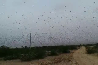 grasshopper ruined crop, जालोर न्यूज