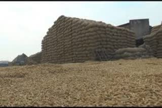 alleged paddy scam in haryana