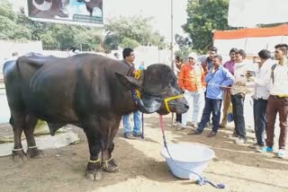 3 years bahubali  Pour in state level agriculture exhibition akola