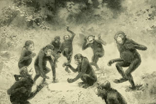 Human dancing skills may have evolved from chimpanzees