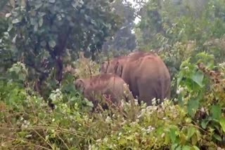 Elephants destroyed paddy crop in Ranchi