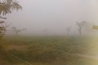 Cold life in Bhopalgarh, भोपालगढ़ में ठंड से ठिठुरी जिंदगी