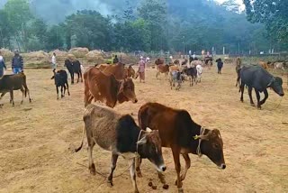 ভাৰত বাংলা সীমান্তত জব্দ কৰা পশুধন সমূহ ক'লৈ যায় ?