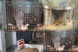 delhi Zoo administration made adequate arrangements to deal with rising cold