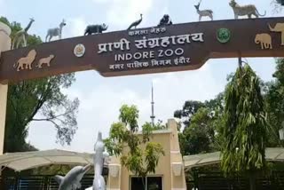 lakshmi dies in kamla nehru zoological museum in indore