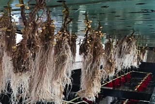 aeroponic technology can also grow potatoes in the air