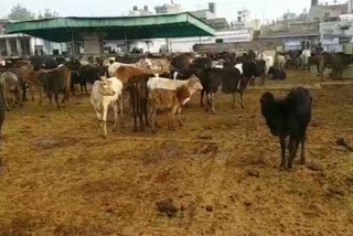 10 cows found dead in goshala of ambala