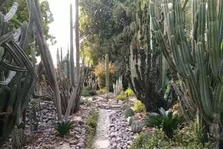 cactus garden in ratlam