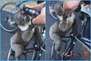 THIRSTY KOALA GETS DRINK FROM AUSTRALIAN CYCLIST