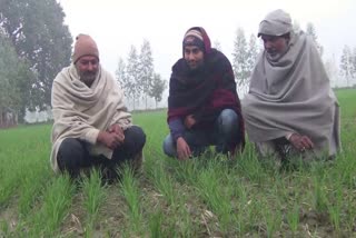 Wheat farmer happy with winter in rohtak