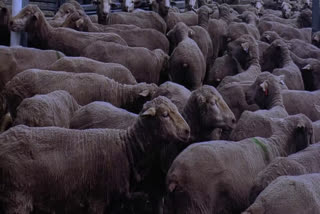 merino-sheep-