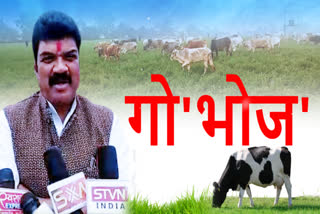 cow consider grazing crops auspicious