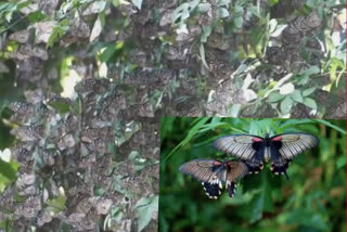 Butterfies gathering started in various evergreen forests in kerala