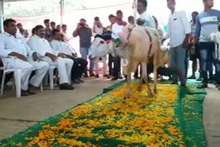 sheep ramp walk at koyyalagudem in west godavari