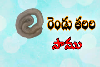 two heads snake at pedakakani in guntur