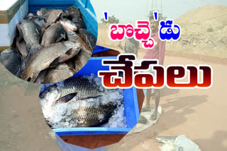 fisherman-making-money-for-fish-grown-in-the-yellampally-reservoir