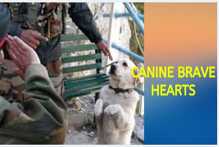 'Buzo', 'Roma', 'Devil': Canine brave hearts on national duty