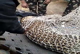 Leopard killed while taking to zoo