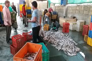 cold has reduced the amount of fish in the sea