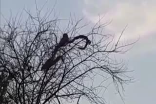 snake fight with Weasel on tree in ujjain