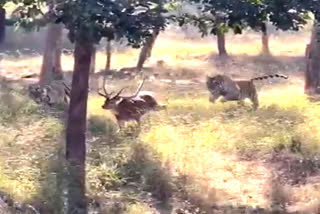 rare-scenes-of-tigers-running-behind-deer-seoni