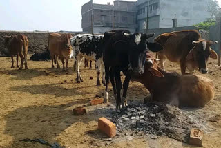 श्रीकृष्ण गौशाला  जहानाबाद