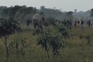 elephant