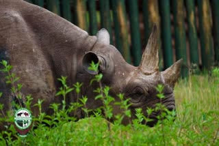 worlds oldest black rhino fausta dies