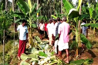 മമ്പാട് കാട്ടാനശല്യം രൂക്ഷമാകുന്നു കർഷകർ പരിഭ്രാന്തിയിൽ