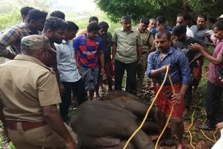 elephant died in kasargode  കുട്ടിയാന ചെരിഞ്ഞു  ദേലംപാടി പഞ്ചായത്ത്