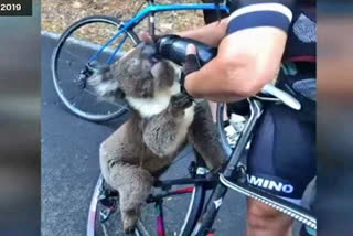 THIRSTY KOALA GETS DRINK, THIRSTY KOALA GETS DRINK FROM AUSTRALIAN CYCLIST, THIRSTY KOALA GETS DRINK news, ಪ್ರಾಣಿಯ ನೀರಿನ ದಾಹ ತೀರಿಸಿದ ಸೈಕ್ಲಿಸ್ಟ್​, ಆಸ್ಟ್ರೇಲಿಯಾದಲ್ಲಿ ಪ್ರಾಣಿಯ ನೀರಿನ ದಾಹ ತೀರಿಸಿದ ಸೈಕ್ಲಿಸ್ಟ್​, ಪ್ರಾಣಿಯ ನೀರಿನ ದಾಹ ತೀರಿಸಿದ ಸೈಕ್ಲಿಸ್ಟ್​ ಸುದ್ದಿ,