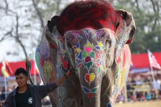 nepal elephant festival