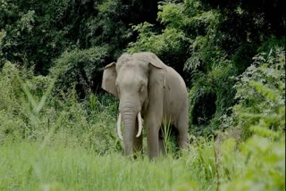 women-death-by-elephant-attack-in-anugul-district