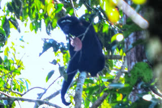 Hoolock Gibbon