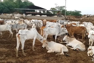 Two dozen cows died due to municipal negligence and cold in morena
