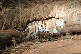 Tiger footprints found in Balod