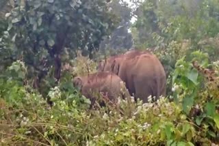 women died due to wild elephant attack in saraikela