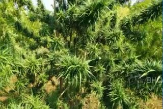 ganja field destroy by both police and excize dept