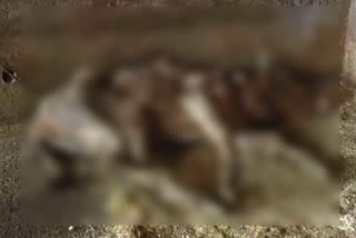 death of cows in Gaushala