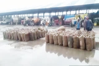 3 thousand sacks of paddy soaked due to heavy rain