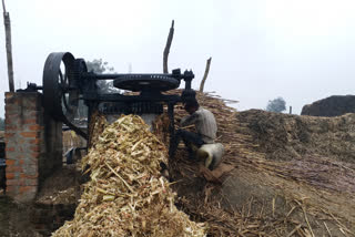 sugar production in west champaran